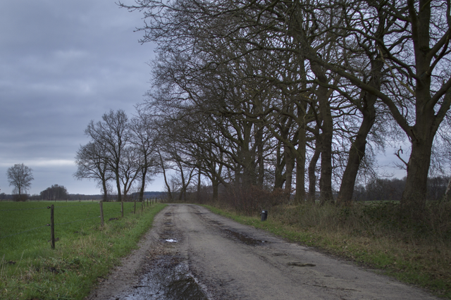 Een nat landweggetje langs bomen en tussen de weilanden door.