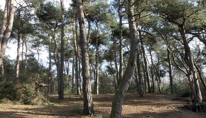 Vennenwandeling Nieuwe Heide