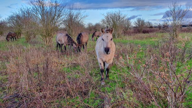 Wandelroute De Staart
