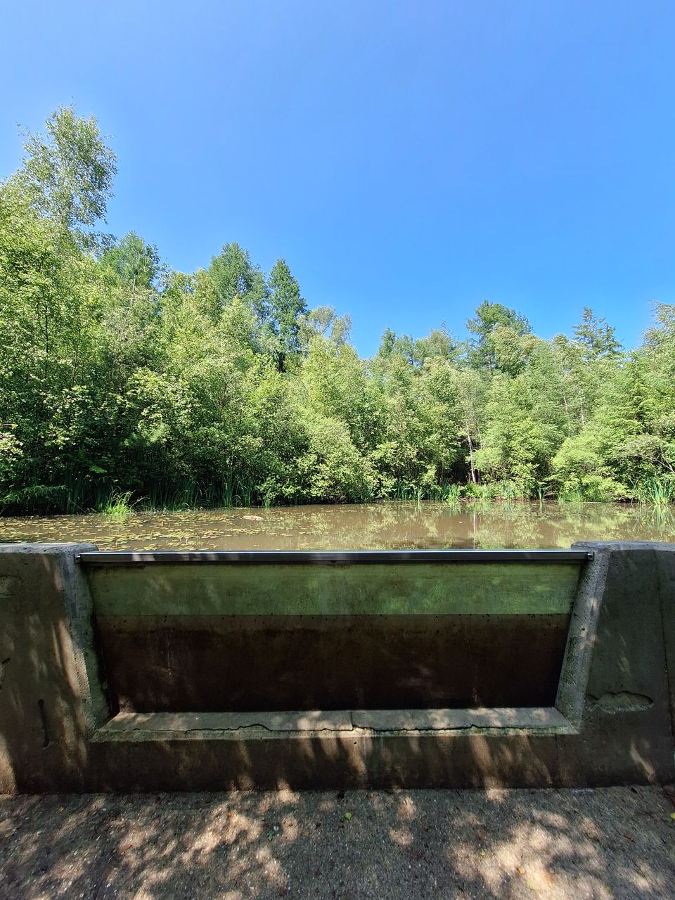 Paddenplas Drents-Friese Wold