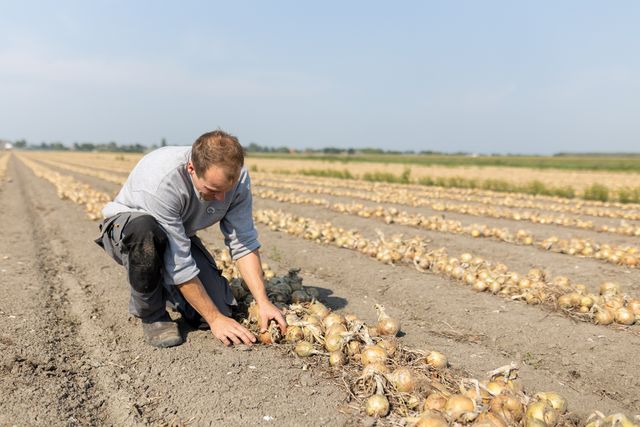 Uien van Vers van het land - Enthoven