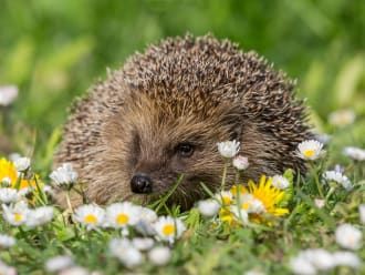 Egel in het grasveld