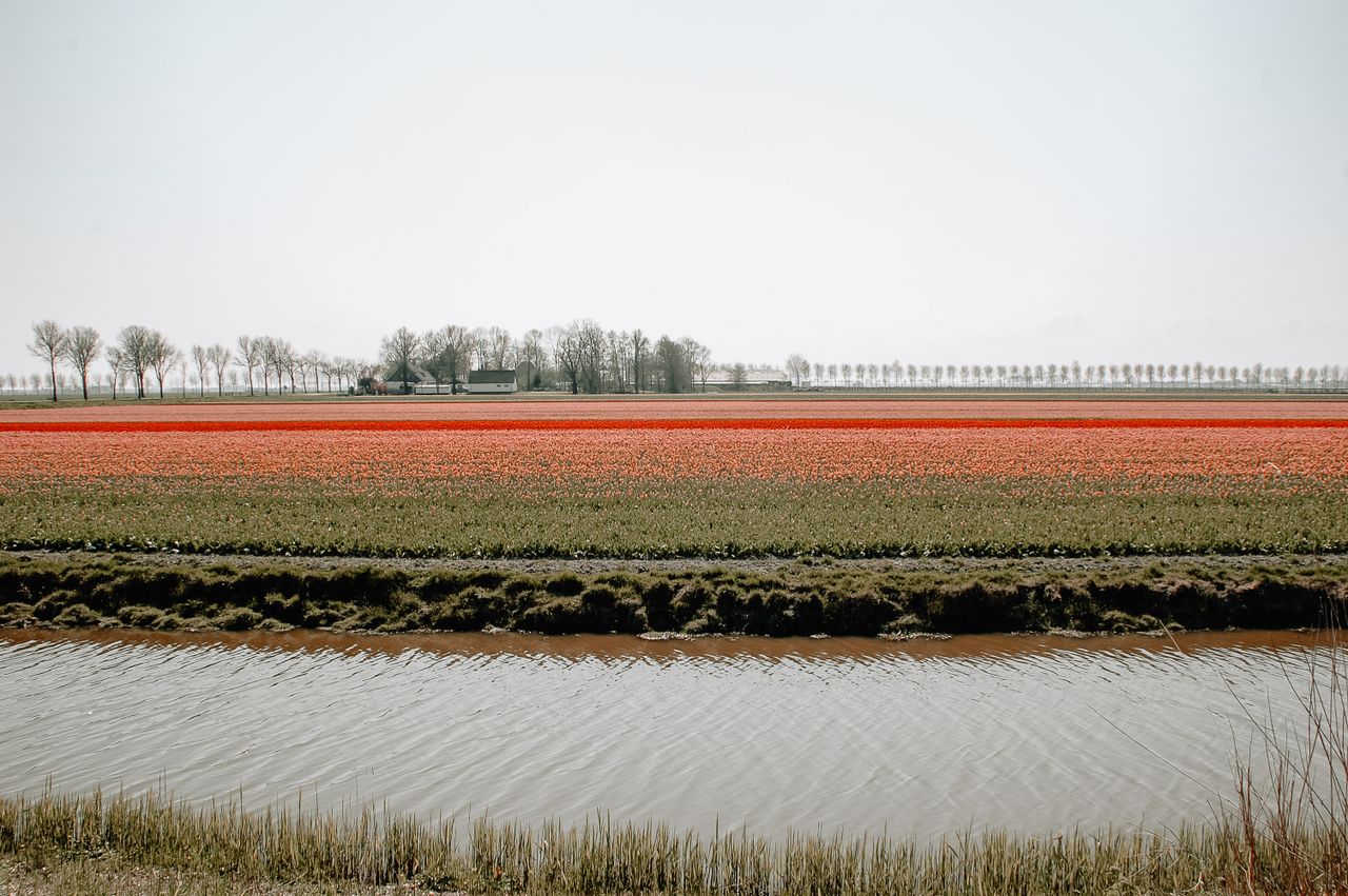 Typisch Nederlandse tulpenvelden in Laag Holland