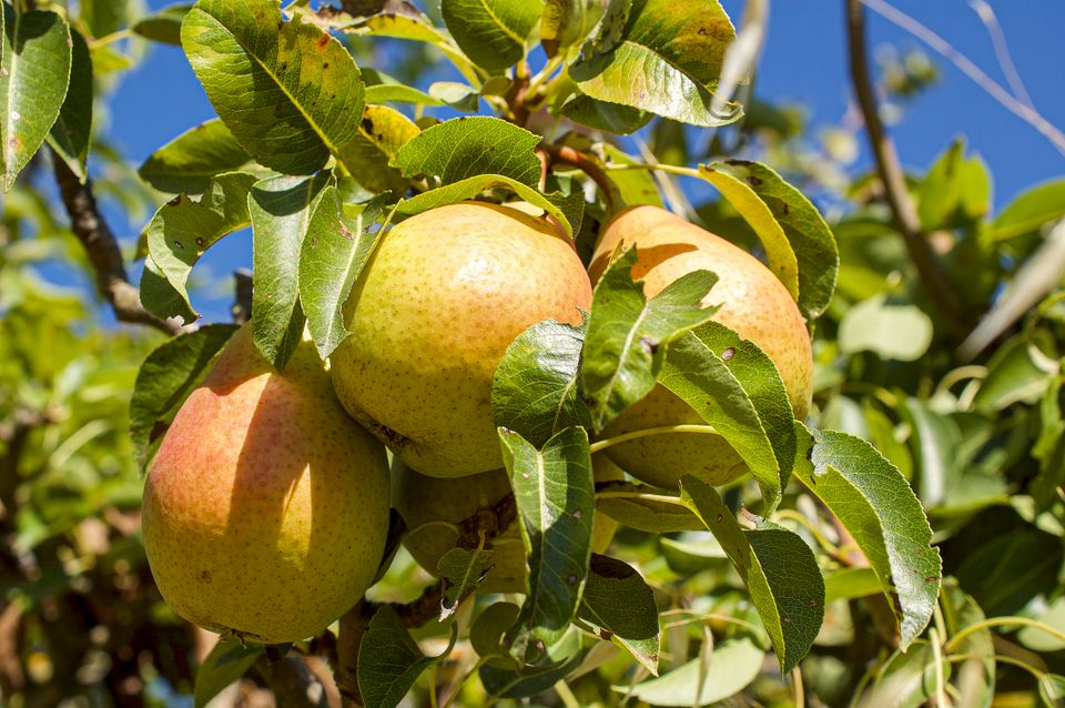 Perenboom zon