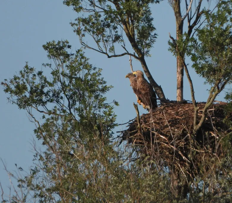Succesverhaal Zeearenden