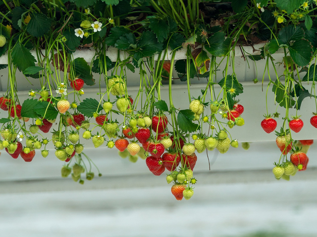 Aardbeien in de kassen van het Westland