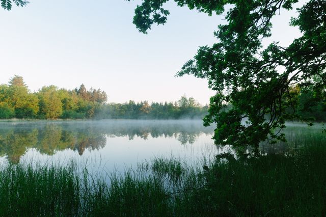 Een grote plas water midden in het bos.