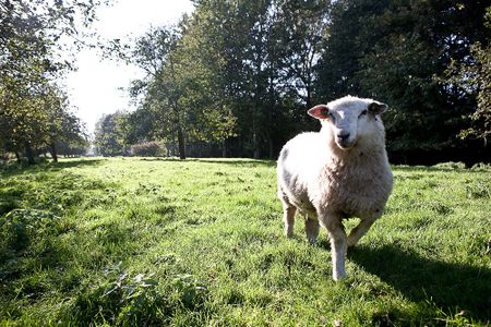 Schaap in grasveld bij het Vroege Vogelbos in Almere.