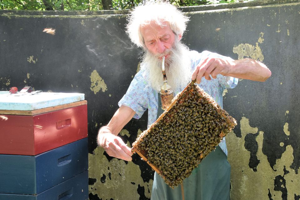 Imker inspecteert een honingraat vol bijen bij de bijenstal van NME-Centrum InBredius op Landgoed Bredius in Woerden. Bezoekers ontdekken hier alles over bijen, biodiversiteit, imkeren en natuureducatie.