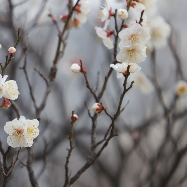 lente1_3881552802.jpg