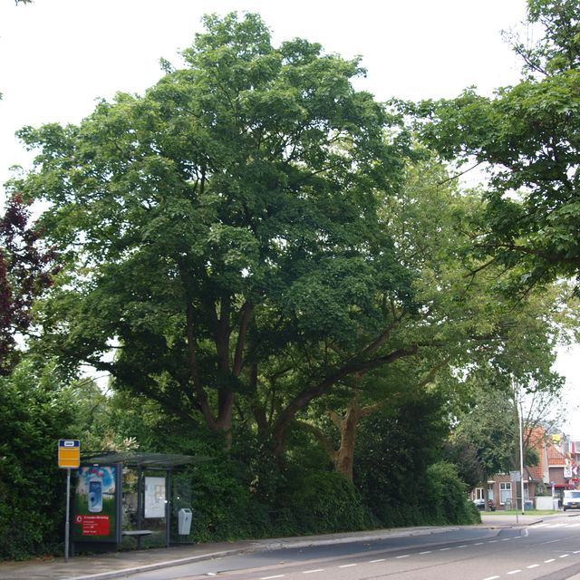 De Purmerendse vederesdoorn