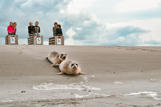 Zeehonden vrijlaten bij Pieterburen Lauwersoog Friesland Wadden