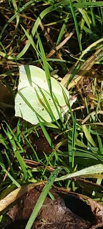 Citroenvlinder B. Weeda