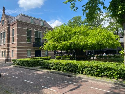 Oude linde (Marialinde) in Oisterwijk in de zomer, helemaal groen