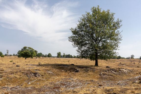 Drents Friese Wold
