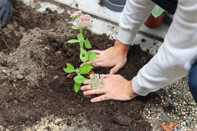 Plant in de grond met vruchtbare tuinaarde