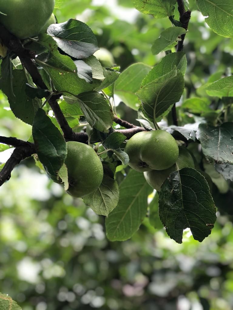 fruit in de oude boomgaard