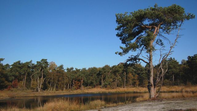 Genneper Heide