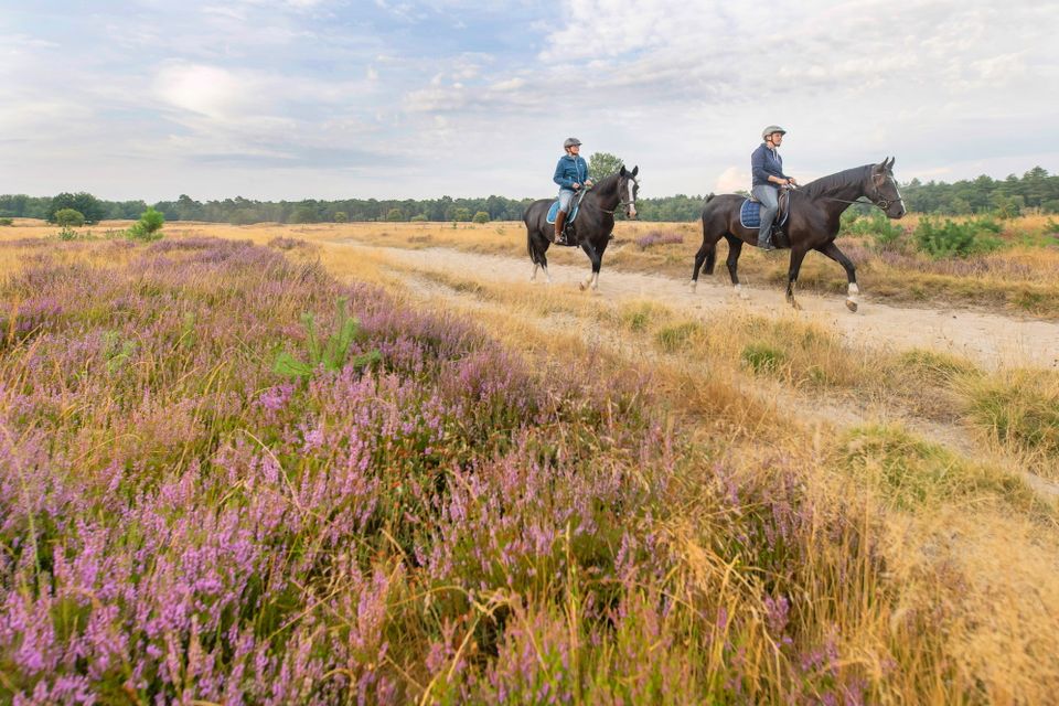 Twee ruiters rijden over een zandpad door een paars heideveld.