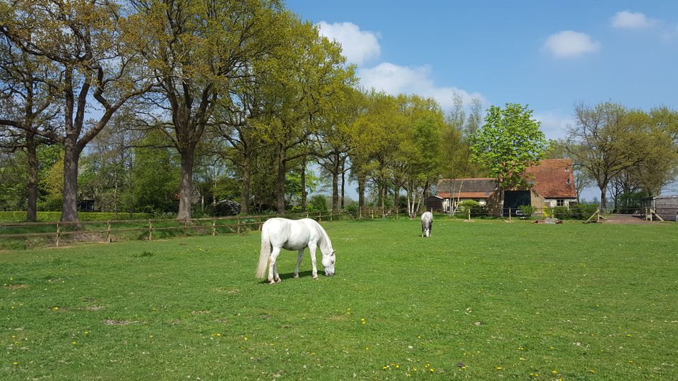 Paarden in de wei
