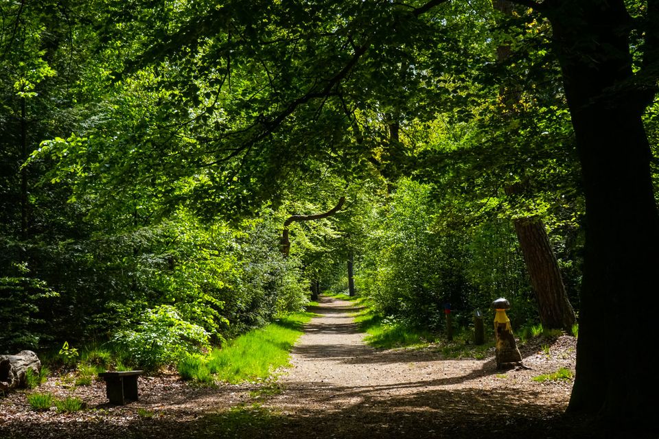 een bospaadje in het rijsterbos