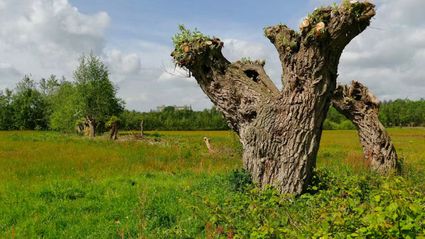 Oude knotwilgen in een groen graslandschap langs wandelroute Het Venster in natuurgebied Bloeidaal en De Schammer bij Amersfoort.