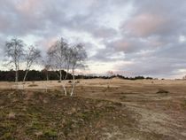 Hulshorsterzand berkenbomen