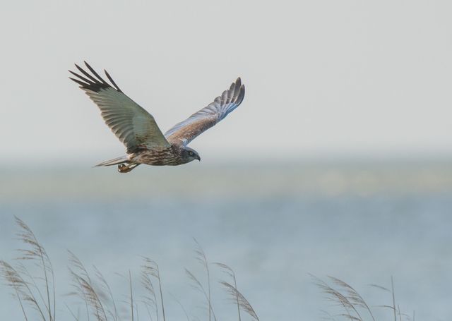 Vogelspotten op de Kwade Hoek