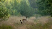 Damhinde met kalf op bospad