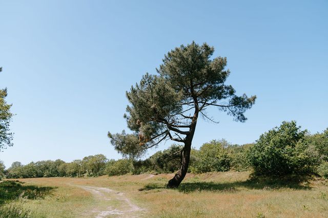 oude boom in natuurgebied de Kleistee