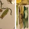 Kleine-Lijn natuurjournal