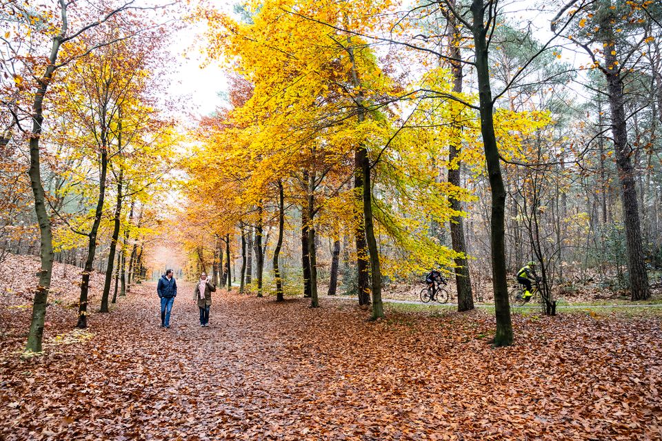Twee personen die wandelen door een bos in de herfst. Er liggen blaadjes op de grond en de bomen zijn geel en oranje.