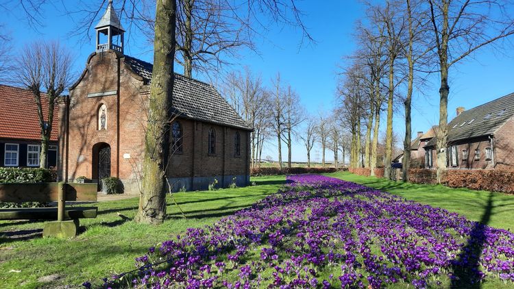 het kapelletje in Staten met een veld vol krokusjes op de voorgrond