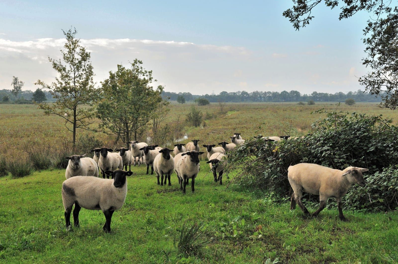 Kudde schapen graast op de Kampina