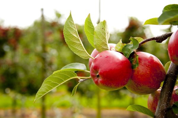 appel