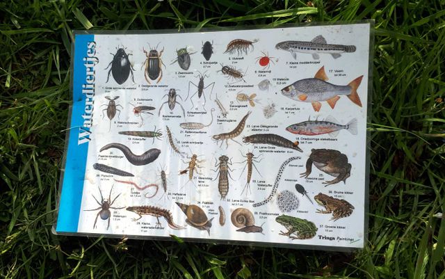 Waterdiertjes kaart Camping Fraai