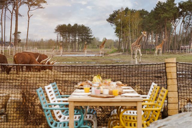 Safari Resort Beekse Bergen ontbijttafel bij de dieren