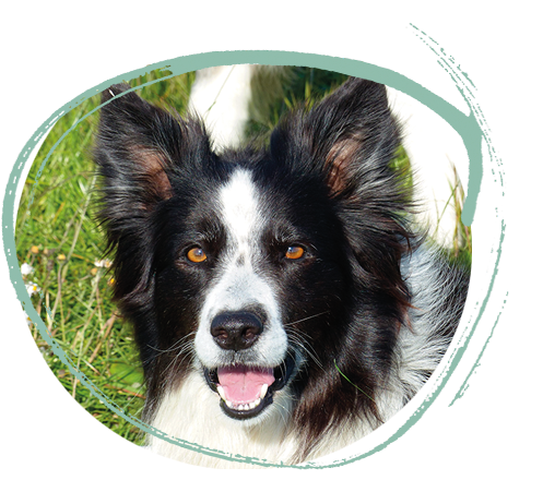 Hütehund