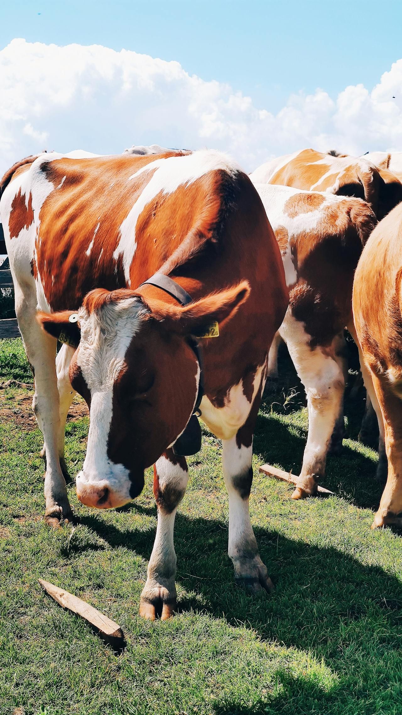 Campina Farm Days