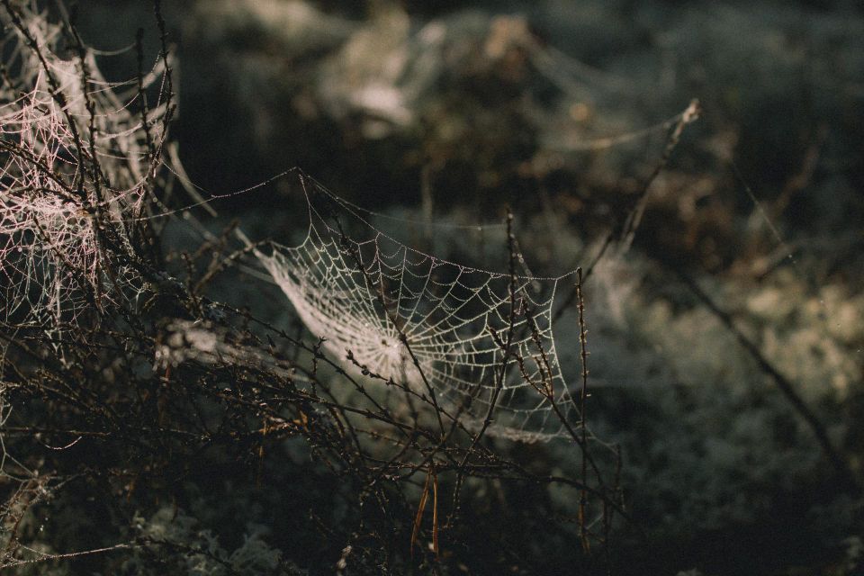 Halloween Beek en Donk