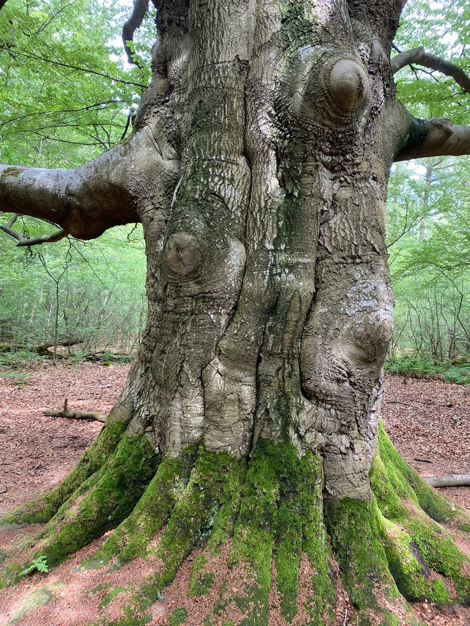 Oude beukenbomen