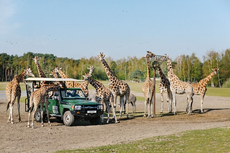 Beekse Bergen gamedrive safari