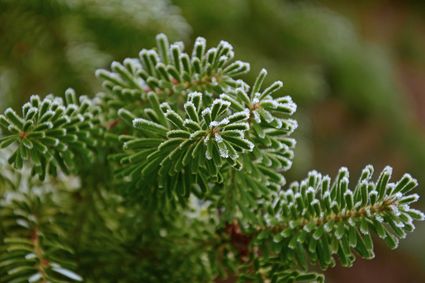 Scouting lanceert Kerstbomen Ophaalactie