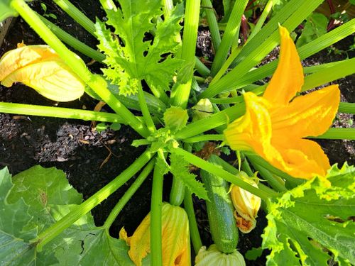 Afbeelding van plant in moestuin