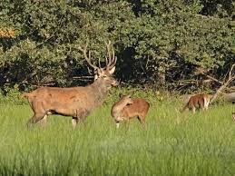 Laarzenwandeling De Pailjaart op 24 nov