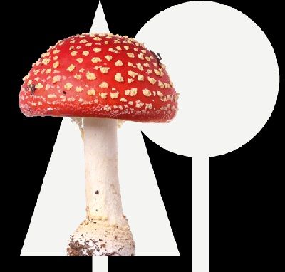 Winterwandeling - Paddenstoelen