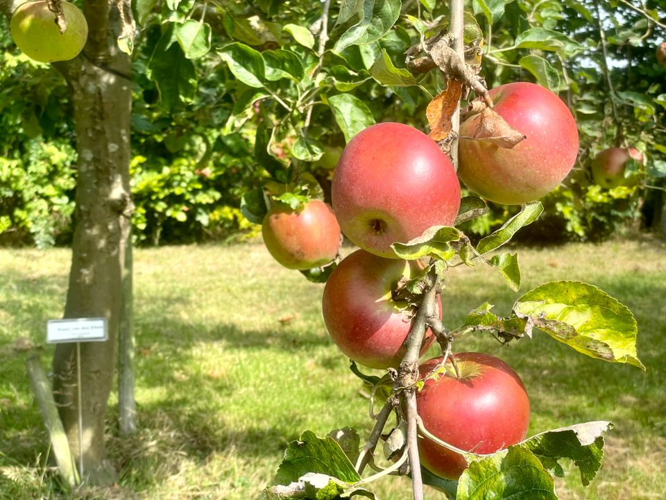 Tak met appels in de Collectieboomgaard