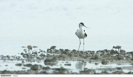 Nederland krijgt er een nieuwe eilandengroep bij: Marker Wadden. In het Markermeer verrijst een archipel van natuureilanden. Marker Wadden zorgt ervoor dat de natuur in het gebied weer opleeft. Hier ontstaat een natuurparadijs voor vogels, vissen en mensen.