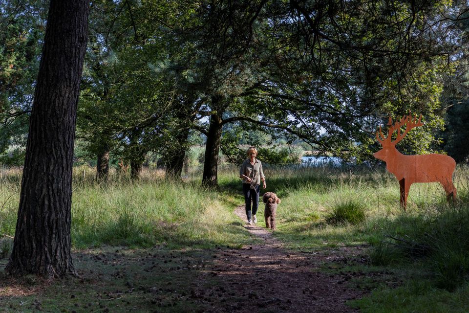 wandelen vrouw met hond natuur nationaal park dwingelderveld