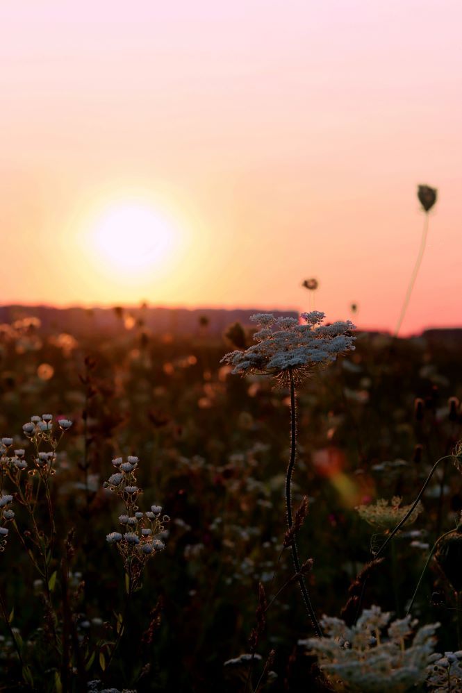 Bloemen met zonsondergang